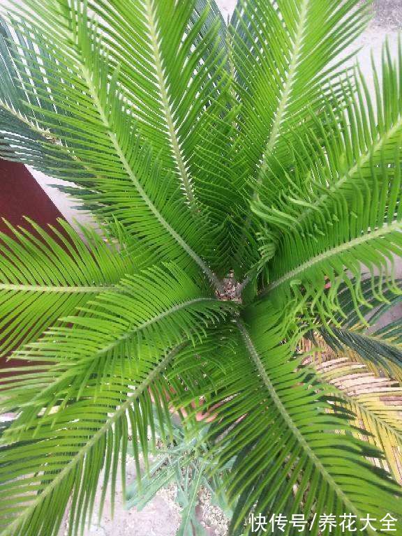 在家养几盆“丑八怪”，霸气镇宅安全感十足，寿命还特别长