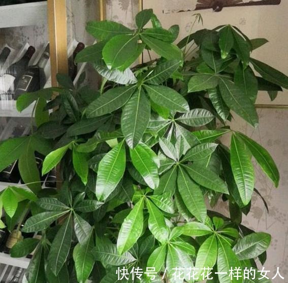 发财树最爱喝“2种水”,每月浇一点,叶片不发黄,绿得冒油光