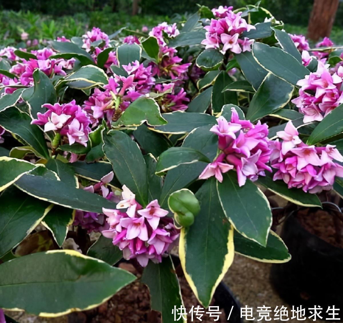 13种“漂亮花”,零下20度也冻不死它,大雪天依旧能开,又香又艳