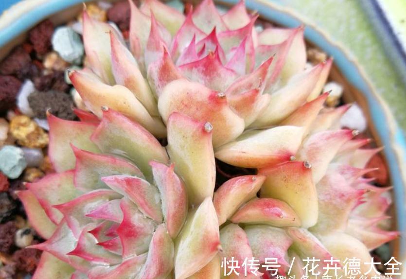 在找有颜值又好养,还容易养成捧花状的多肉?那就是粉色提示了!