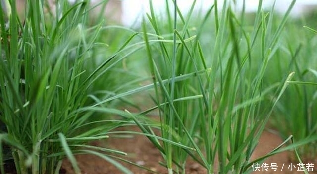 爱吃韭菜的要注意,这样韭菜不要买,白给都不要,现在知道还不晚