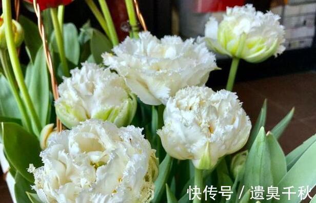 晦气|3种花“晦气花”，最好不要养室内，实在喜欢就养在室外吧