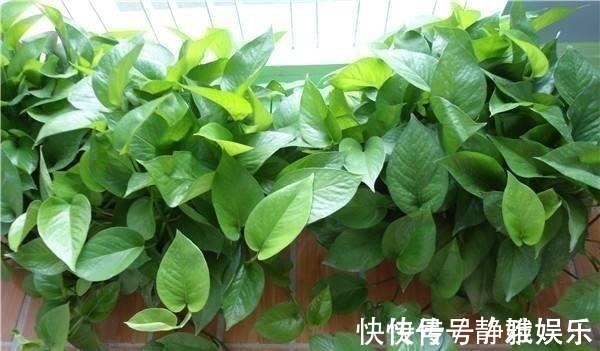 淘米水鸡蛋壳，不如“几粒它”，养花用1点，半年不施肥，长爆盆！