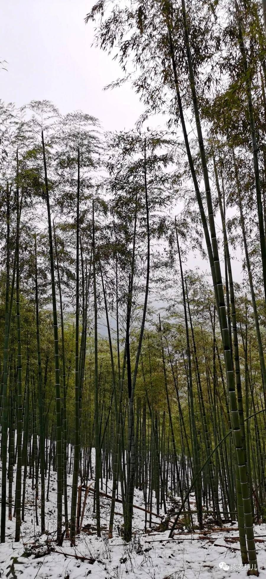 大竹海|正月下江南（1）雨中游太湖古镇，游览雪后中国大竹海