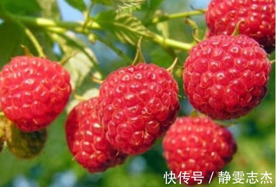 农村特有的这4种“野果”，你还记得吗城里人想吃都得花钱买