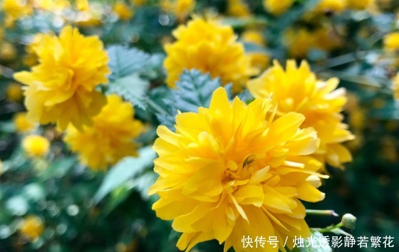 此花金花满枝,高贵雅致,被认为最有观赏价值的花卉,象征着高贵