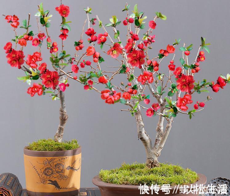 长寿冠|此花,被誉为花卉界的“红宝石”,太美了,给大家看看