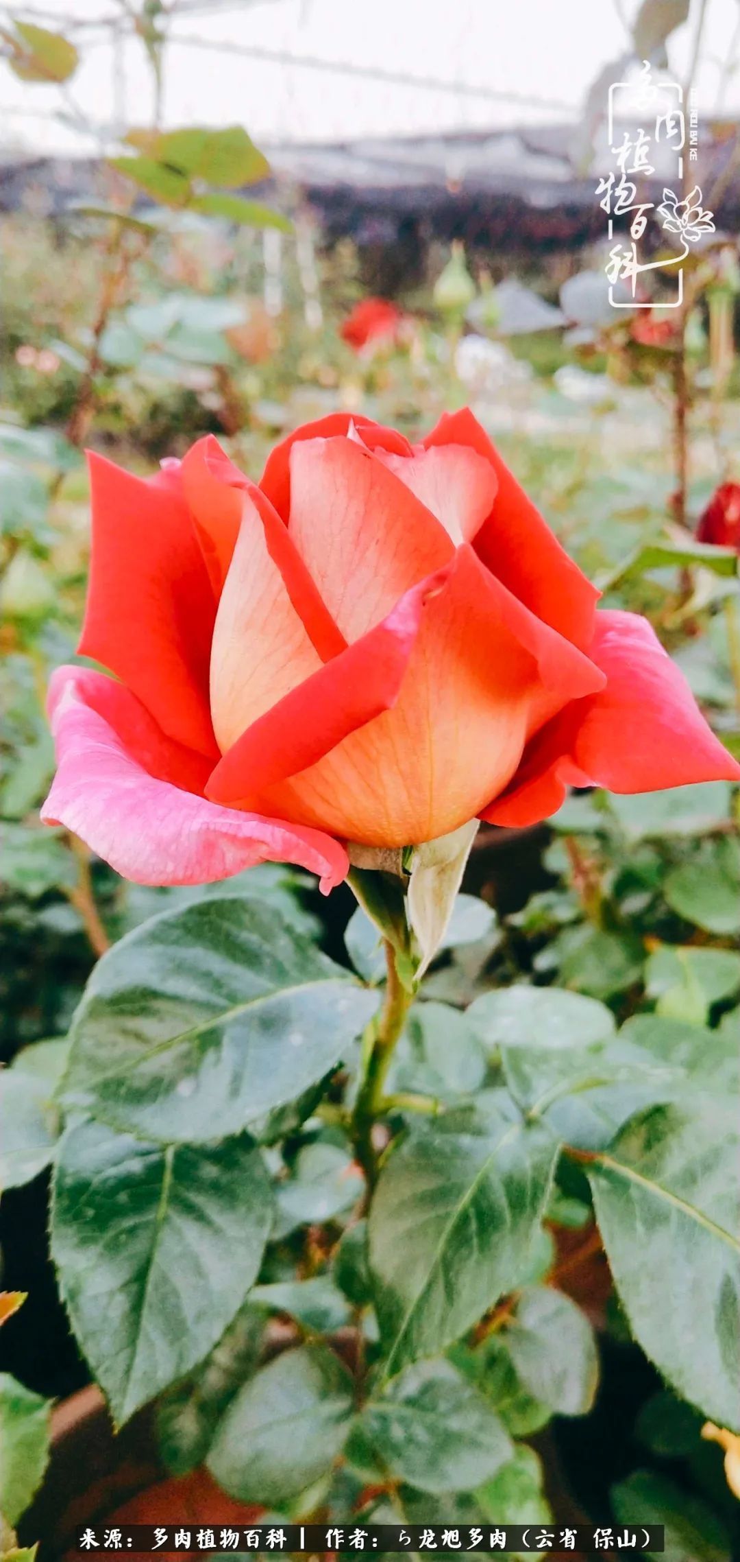 叶片|美了，美了！当秋天的风吹向你我的多肉！