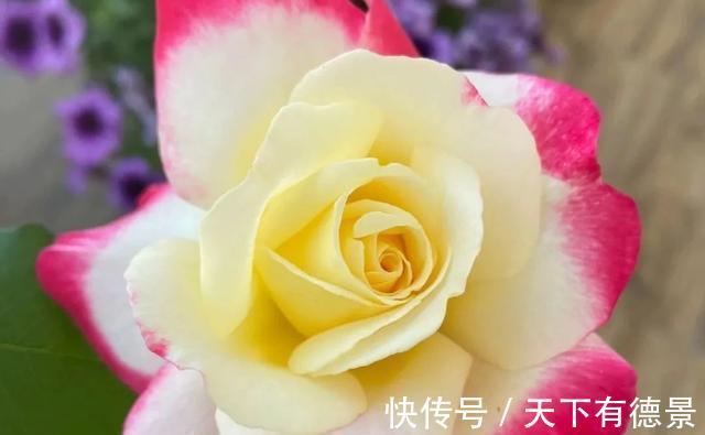 阳台上|养月季多年,筛选出8种灌木月季,适合阳台栽培,开花能力好