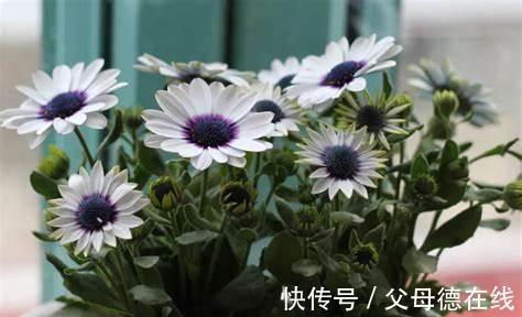 养花试试这几款,花朵灿烂美丽,优雅多彩