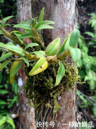 牛黄|世上最出名的五大中药,第一名你绝对没想到