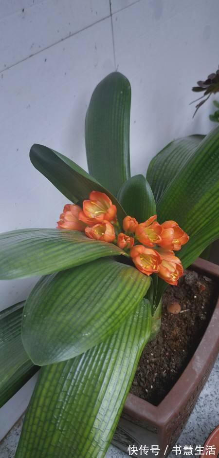 三要素|君子兰分“公母”？满足三要素，叶片青翠如折扇，清香宜人小半年