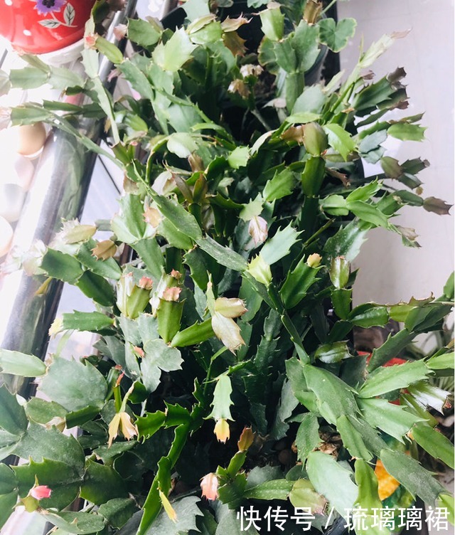 入秋后要及时修剪，不然6种花越长越丑！