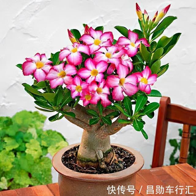 养花不会浇水吗?“六大口诀”记心间,养啥都能长得旺