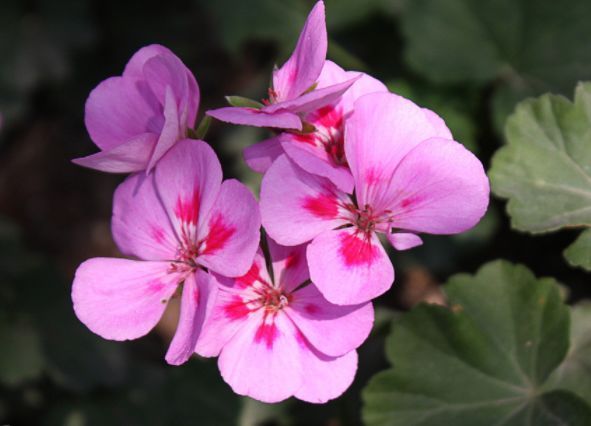 几种花养家里,福旺运旺财更旺,不用费心,就能长的特别好