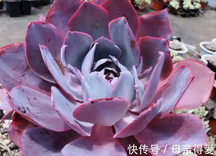 多肉薄叶“三仙”该怎么养？掌握住技巧，盆栽轻松出状态