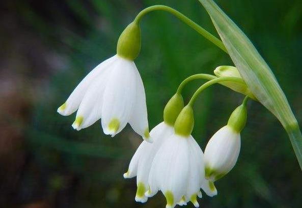 此花雪白无暇 别致的花姿宛如一个个下垂的风铃 寓意为纯洁干净 快资讯 此花雪白无暇 别致的花姿宛如一个个下垂的风铃 寓意为纯洁干净 快资讯