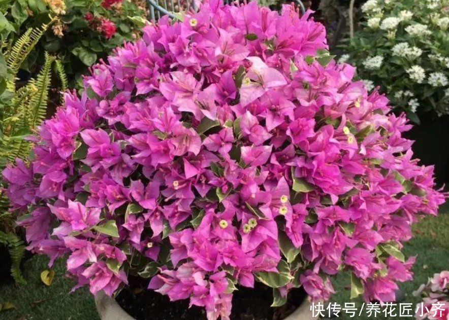 要想三角梅开成“花球”，要定期修剪，再做好4点，才能花开不停