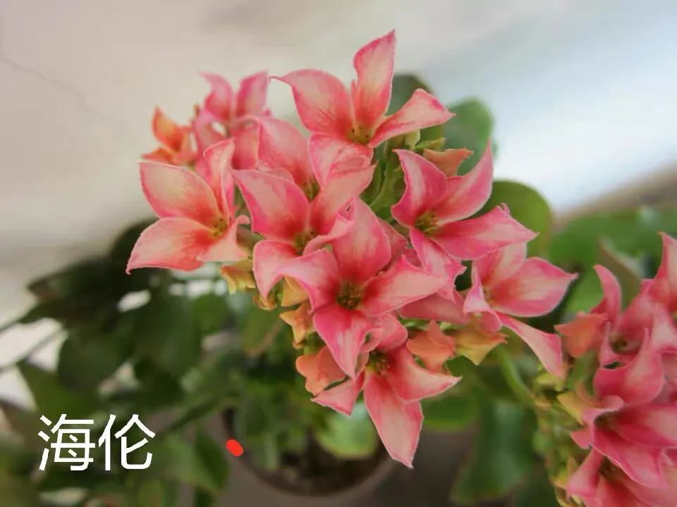 帕罗|45种长寿花，个个都是高颜值，家里养几盆，美得移不开眼