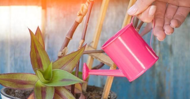 什么啤酒水、淘米水都不如一种水,比花肥还管用,养啥花都爆盆