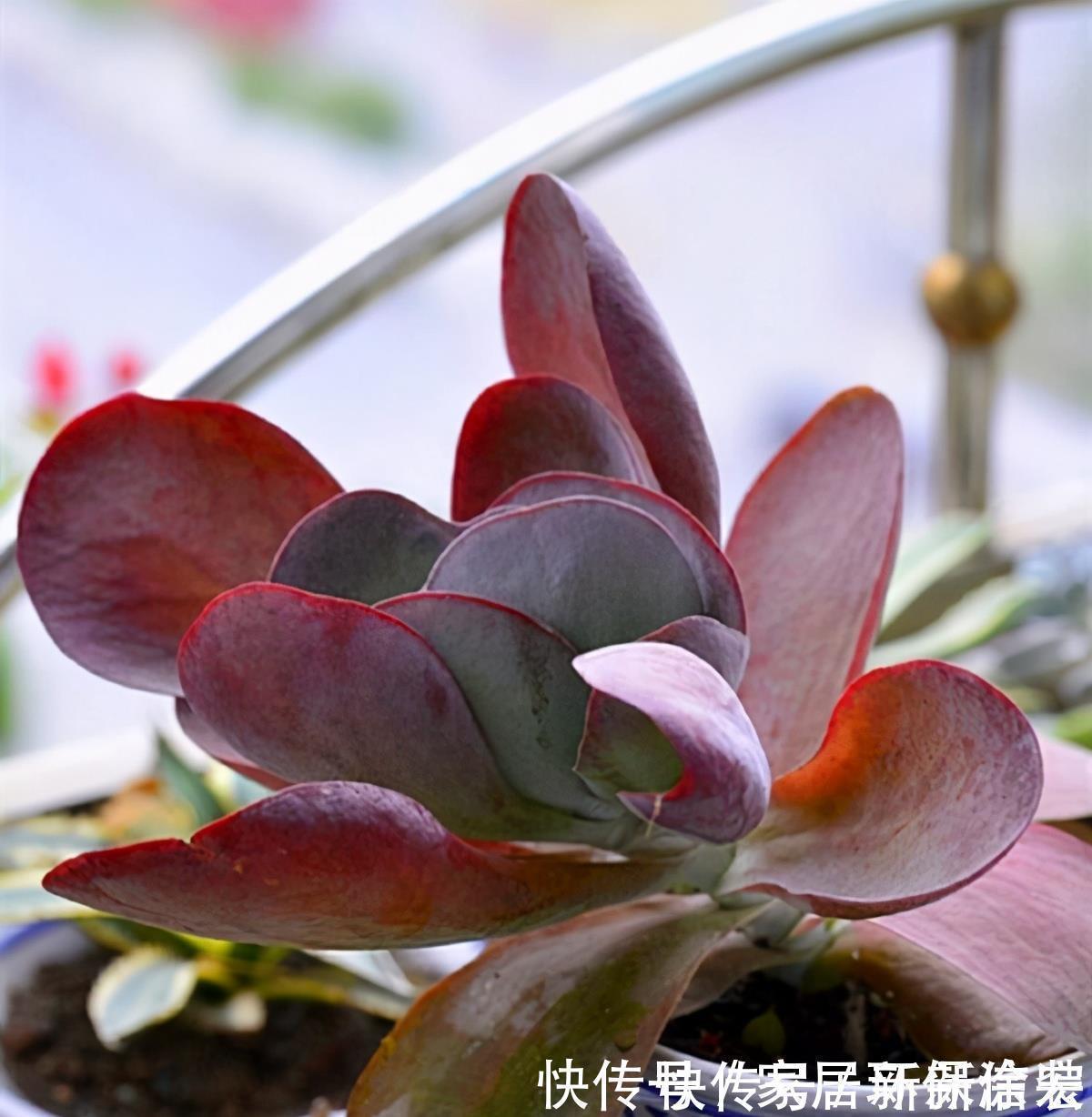 多肉|多肉唐印的变红小妙招，颜色鲜艳的秘密，分享给你