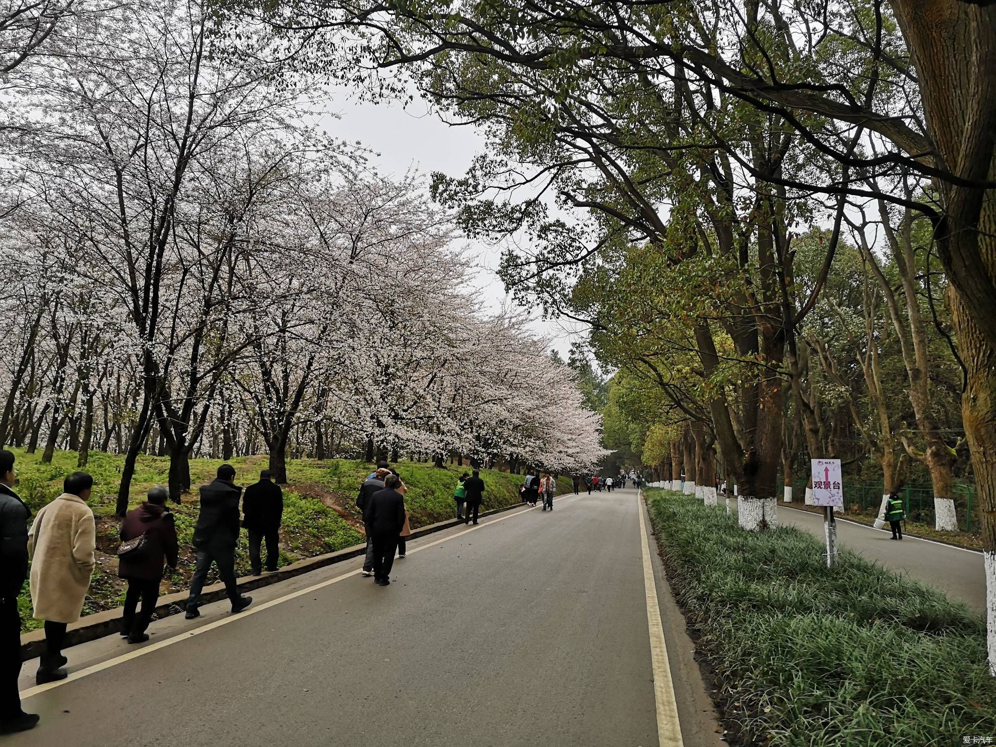 探访平坝樱花园