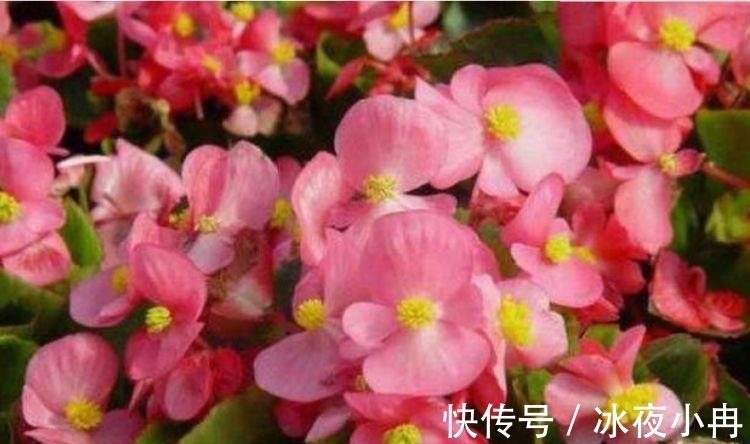 4种漂亮花养家里,一年四季开花不断,惊艳如花球,美翻了