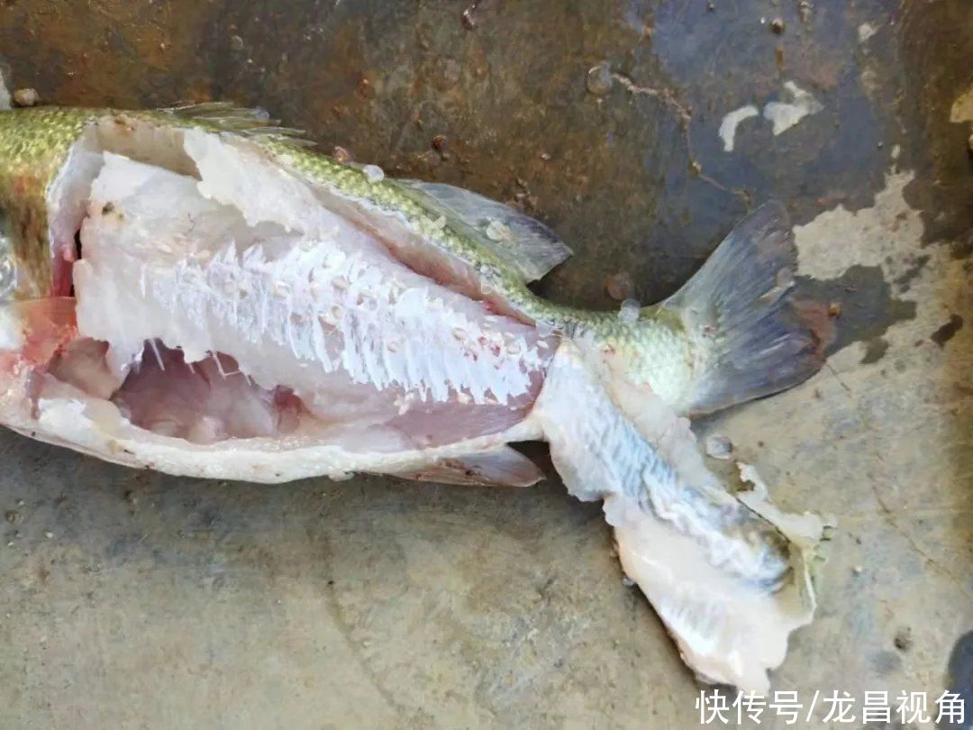 抗生素|气温高了，加州鲈也不要着急加料，否则这些问题让你头疼