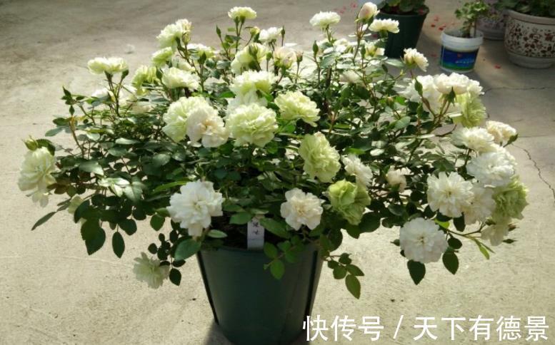 爱情|它是灌木蔷薇,名为绿玫瑰,寓意:永不老去的爱情,人见人爱
