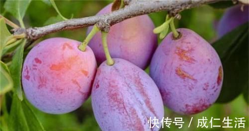 哈密瓜|想长寿得会吃,多吃三种水果,补血活血,增强体质,早吃早受益