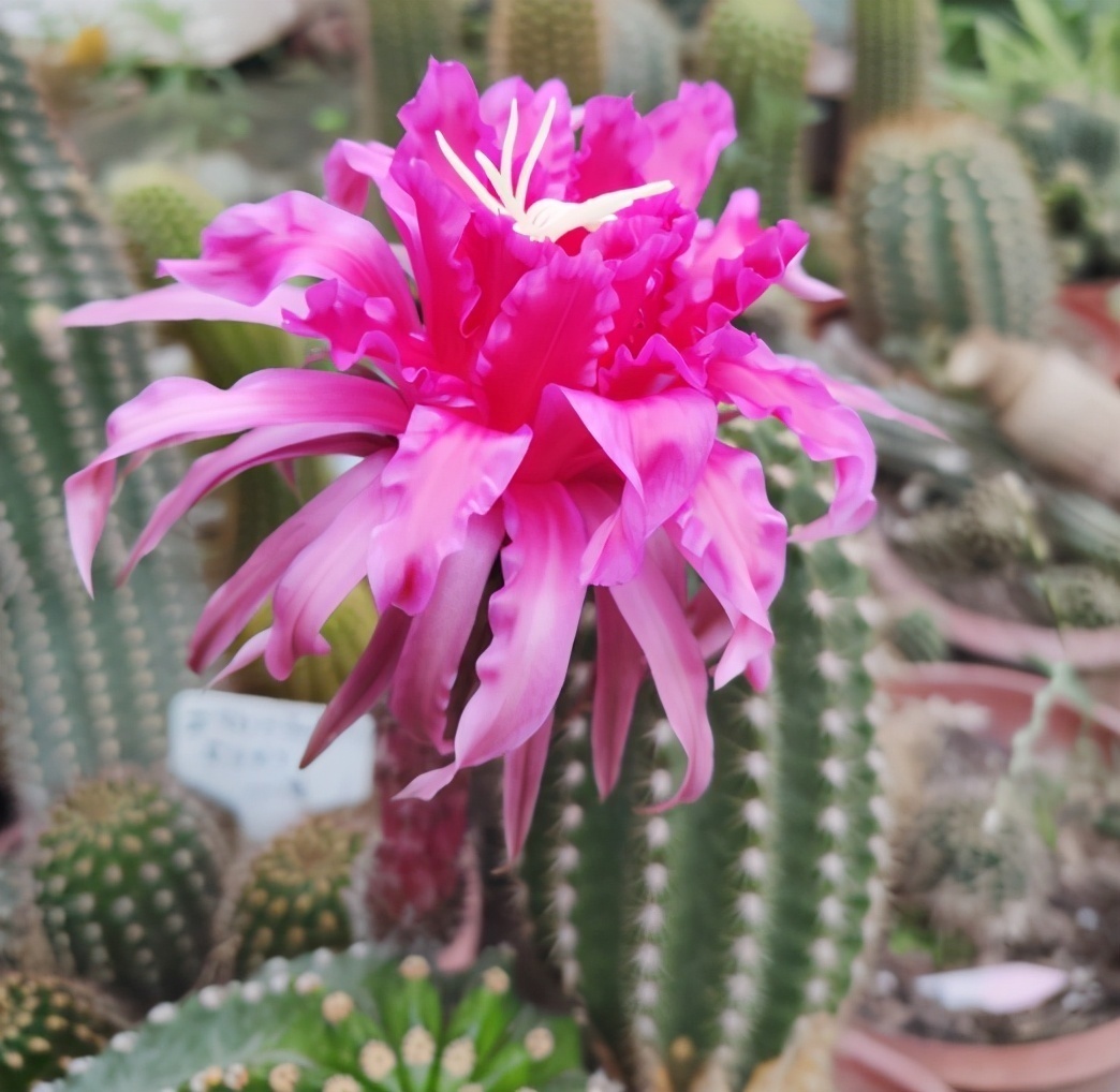 如果想在卧室养花,4种花尽量别养卧室,对身体没好处