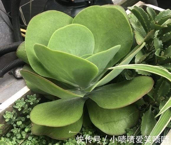 多肉徒长很好解决,照这几种方式来,状态差一点,至少不徒长