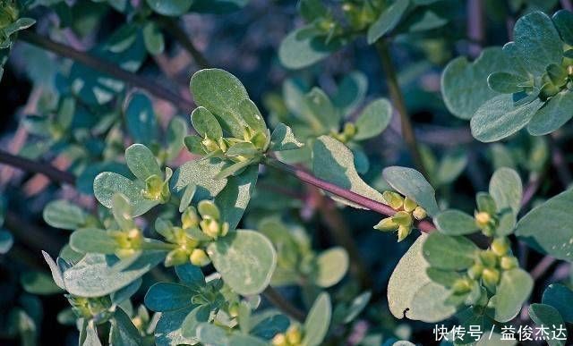 流产|怀孕期间,这4种食物可能会伤害胎宝宝,再喜欢也尽量忍住不吃