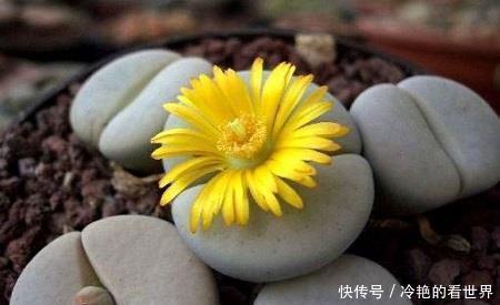 观赏价值|推荐6款多肉植物,皮实又好养,是家庭盆栽佳品,适合新手!