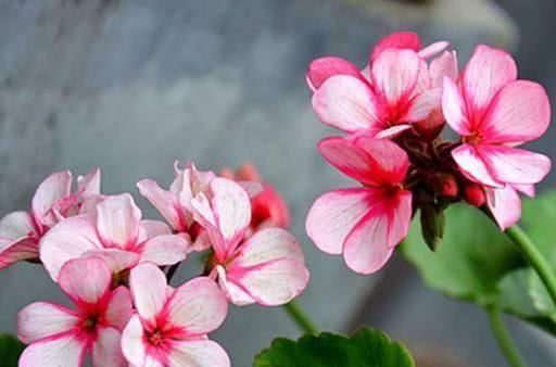 这6种花,夏天要休眠,浇水越多死得越快