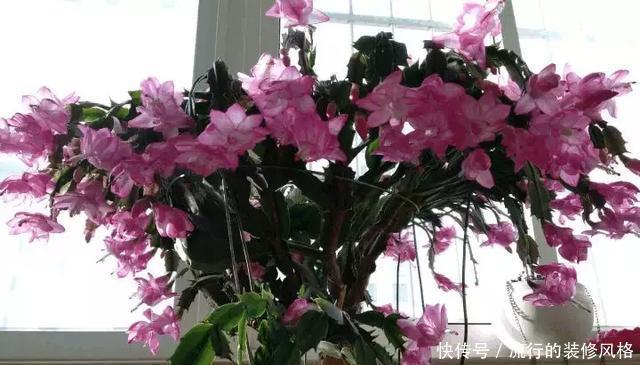 蟹爪兰喝点它,秋天连开100朵,叶子肥得直滴油