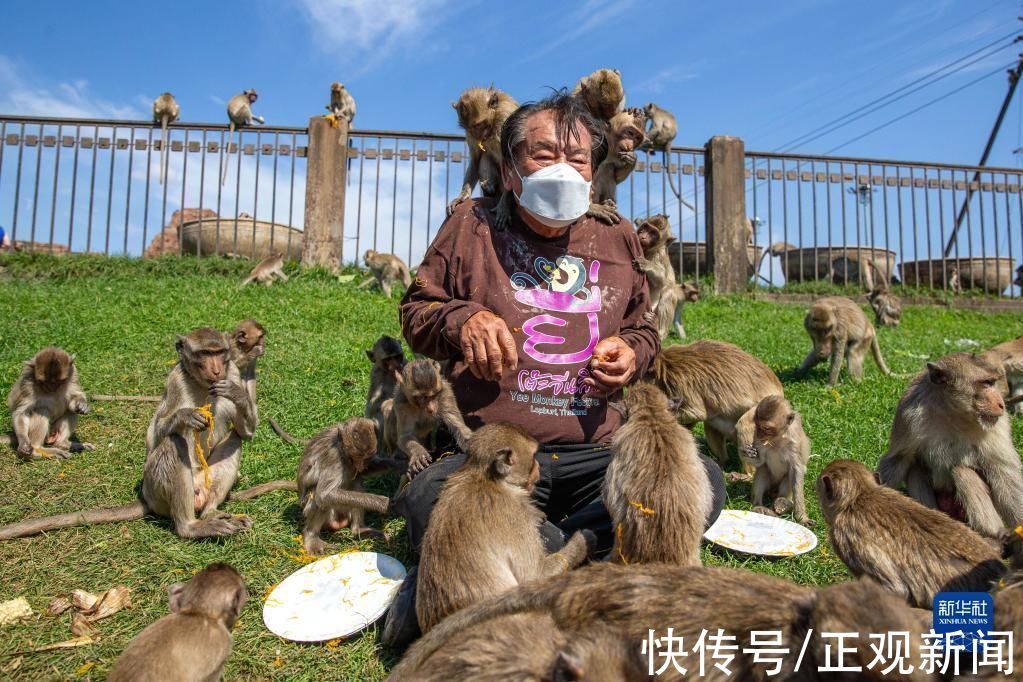 泰国|泰国华富里：“猴哥”享用自助餐