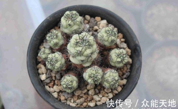 m帝王丸, 霸气的仙人球, 你想养一颗吗?