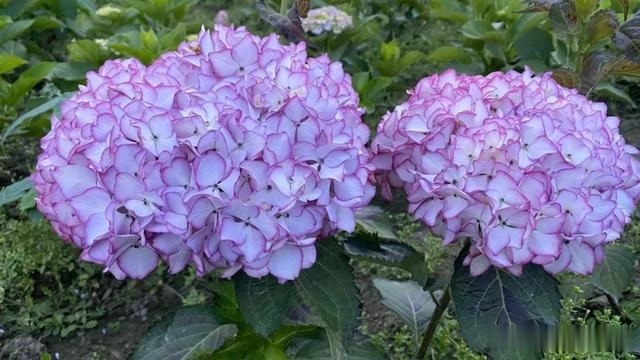 圆滚滚的绣球，瀑布般的花墙，这届花友也太会种花了吧