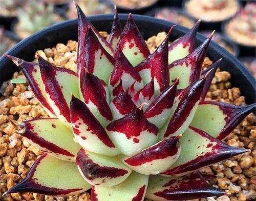 浇水|多肉乌木难上色?教你这样养,叶片饱满挺拔霸气侧漏