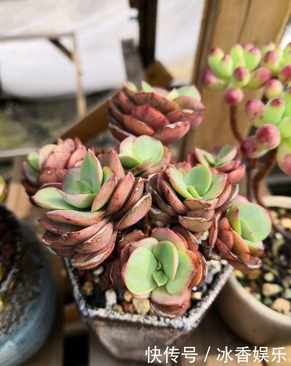 新手养多肉,从学会浇水开始,常见的两个问题,要学以致用