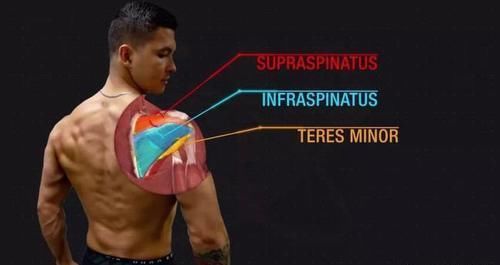 腘绳肌|几块“易被忽视训练”的重要肌肉,可能影响你的训练质量!