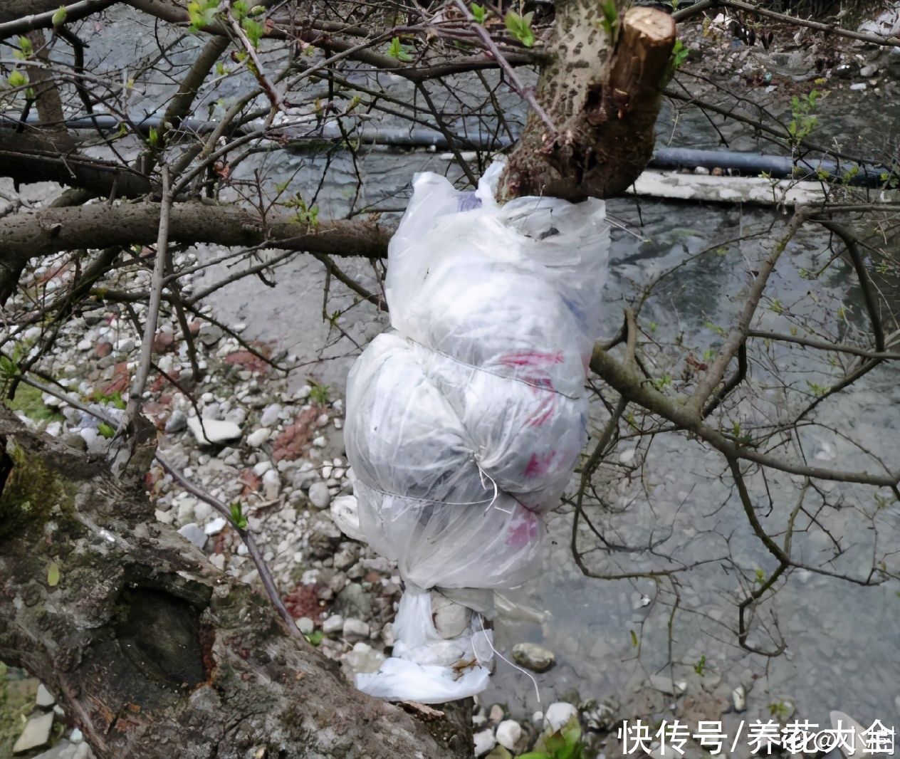 大粗杆子扦插，泥巴一裹就生根，秒变老桩大户