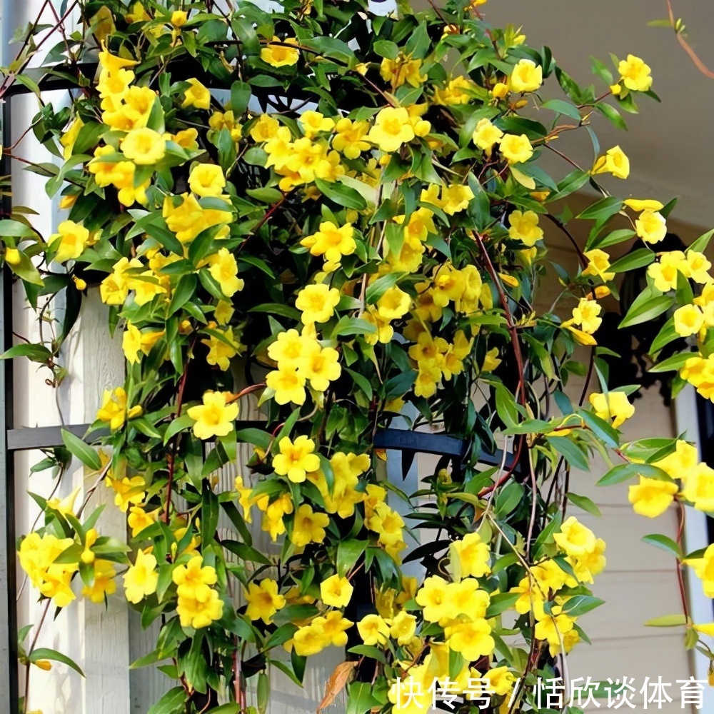 花开惊艳的8种“大毒花”,连叶片都带毒,家里若养着,光看别动