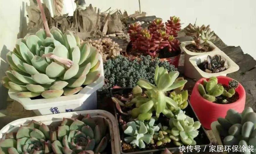 光照|闷养多肉叶子无光?拿出去这么晒,1周就变成好看的糖果色