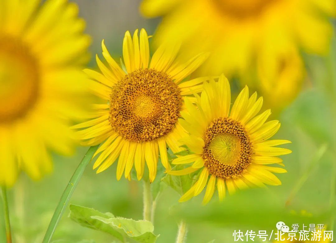 花海|昌平金色花海初盛开，云赏美醉乡村的向日葵