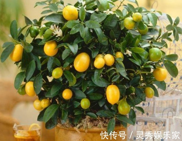 吃水果留“1勺子”，埋盆里，10天成盆栽，来年果子挂满树！