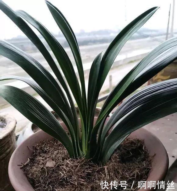 根系|君子兰放在什么地方养比较好放错了叶子发黄状态差！