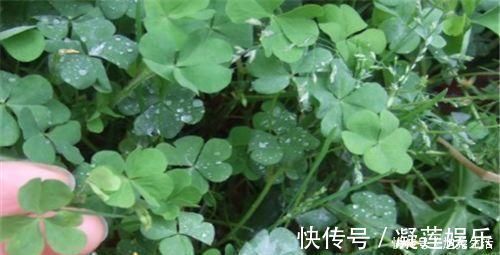 营养|会吃的人更长寿,四种食物离不开,补充营养,早吃早好