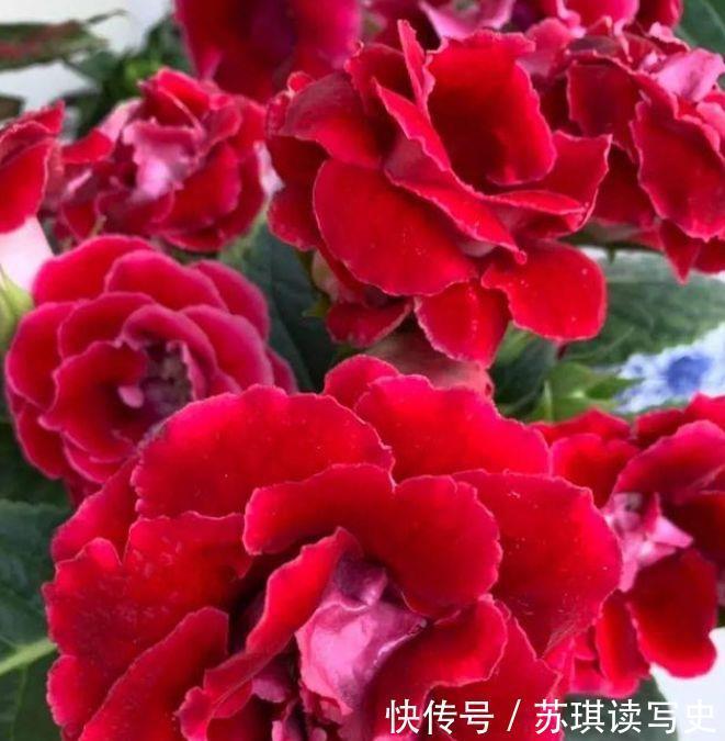  种花|4种花好养如绿萝，简单易成活，对待新手很友好